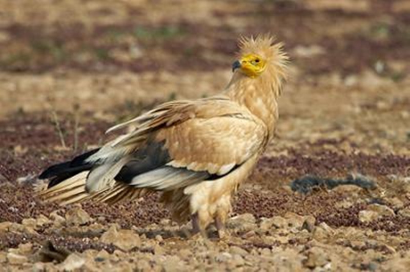 extincion-guirre-majorero-casas-rurales-agroturismo-canarias