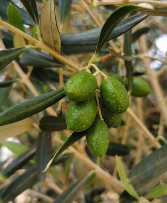 aceite-de-oliva-fuerteventura-aceitunas-del-olivo