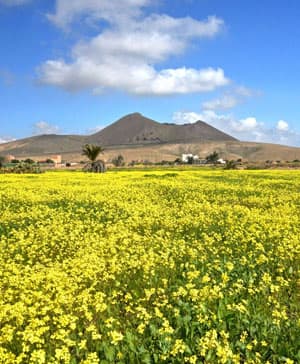 agroturismo-fuerteventura-foto-campo-flores-amarillas