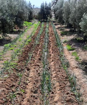 agroturismo-fuerteventura-huerto-sembrado