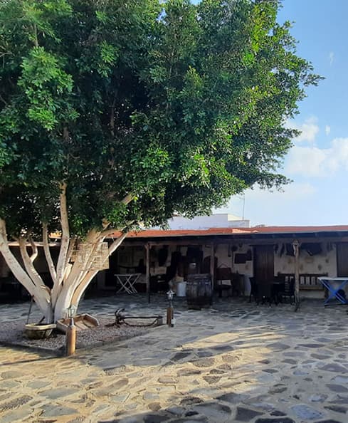 alojamiento-fuerteventura-con-ninos-arbol-patio