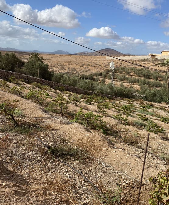 alojamiento-rural-fuerteventura-huerto-y-paisaje