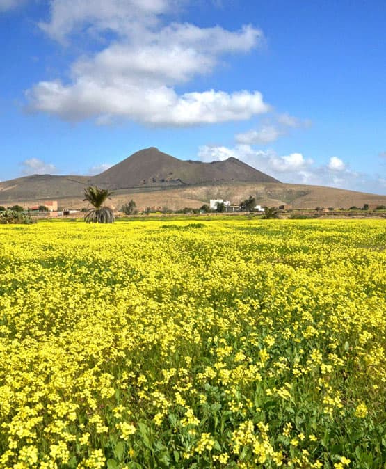 casa-rural-fuerteventura-campo-flores-amarillas