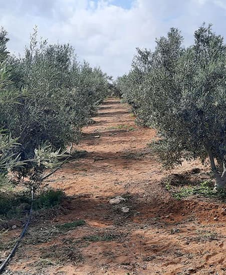 cata-de-vinos-fuerteventura-olivos