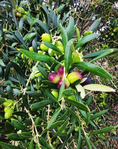 premios-y-reconocimientos-agroturismo-fuerteventura-aceitunas