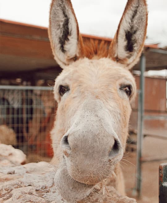 rutas-a-caballo-fuerteventura-aprendizaje-con-animales