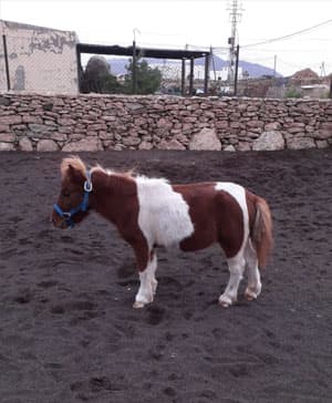 rutas-a-caballo-fuerteventura-billy