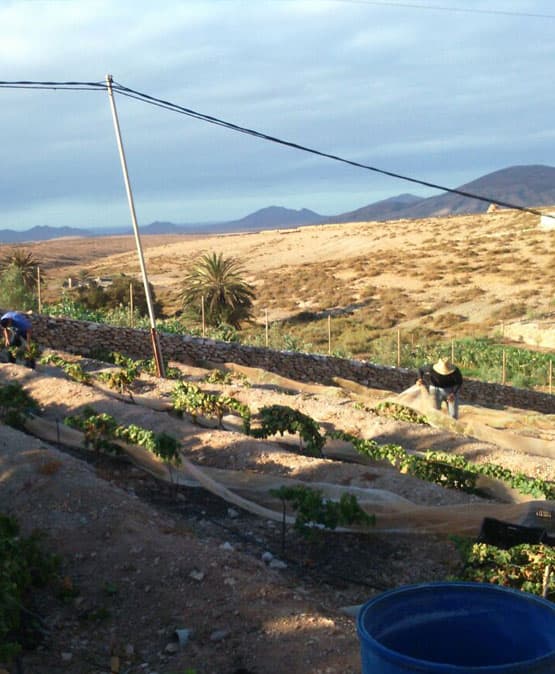 sostenibilidad-agroturismo-fuerteventura-en-el-huerto