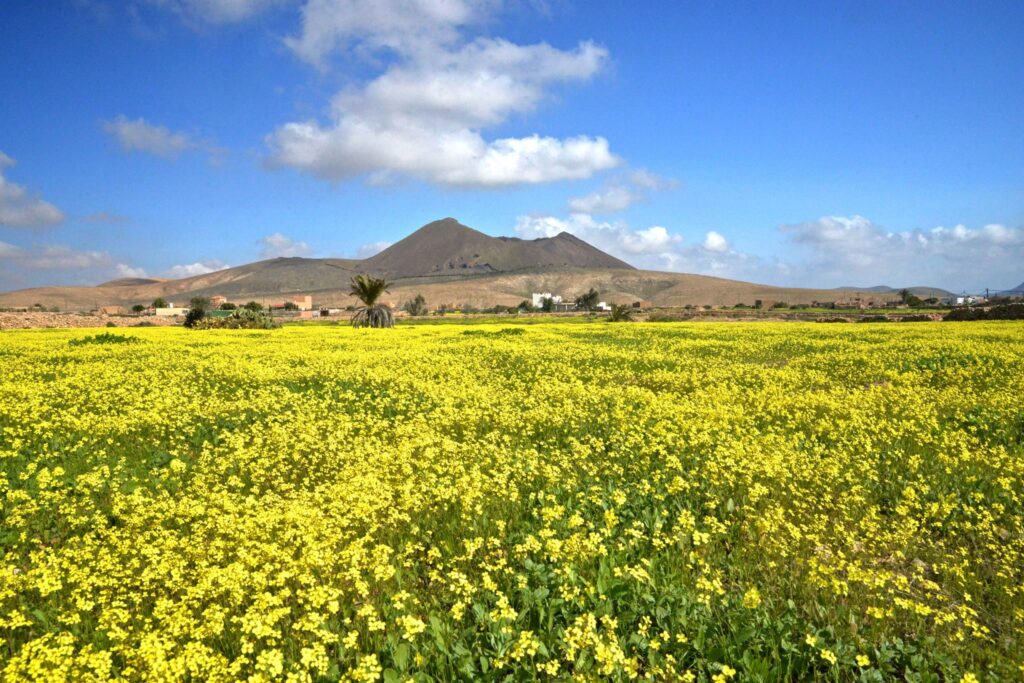 caldera gayria flores